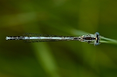 David Plant Photography - Wildlife Photography - White-legged damselfly - B